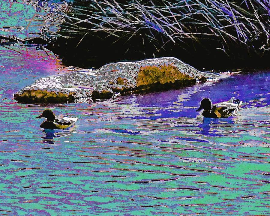 Ducks in Colored River Photograph by Andrew Lawrence