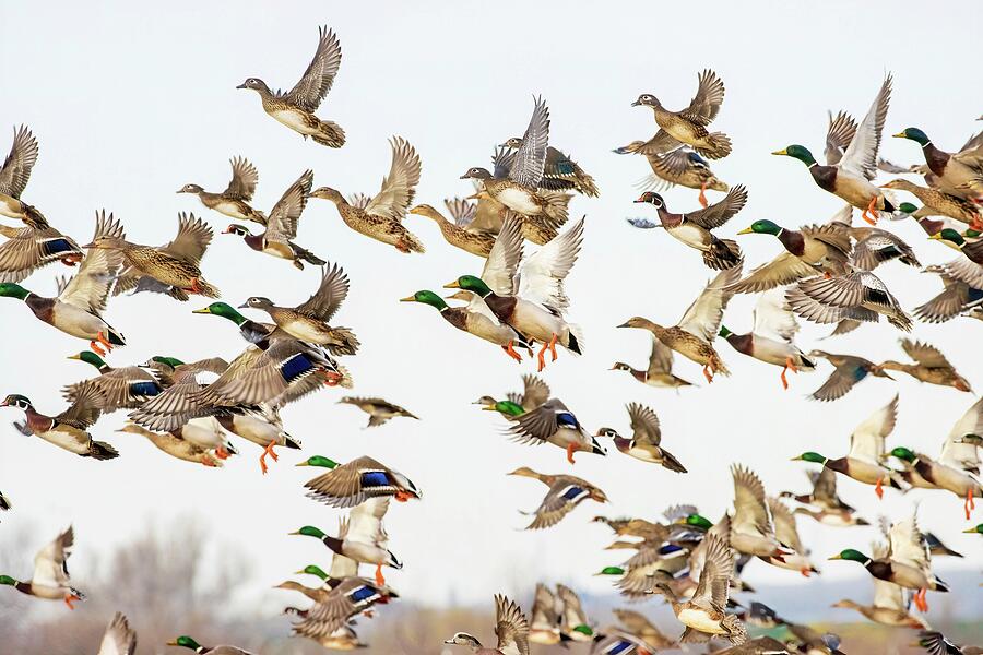 Bird Photograph - Ducks in Flight by Lynn Hopwood