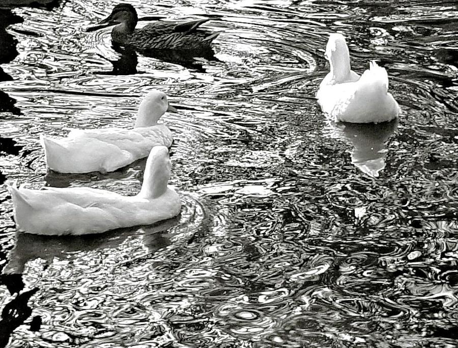 Ducks in Fluid Motion Photograph by Pour Your heART Out Artworks