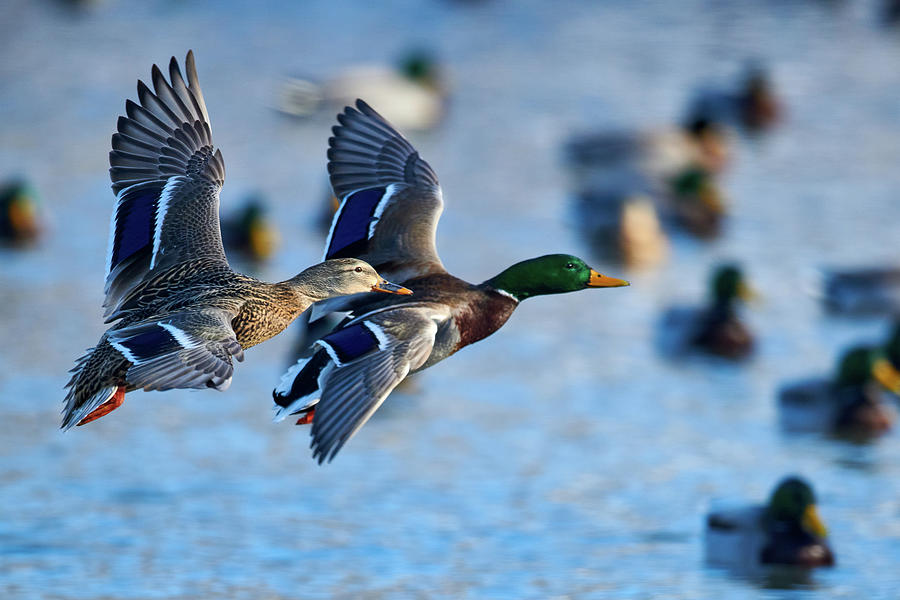 Ducks in Formation Photograph by Paul Freidlund