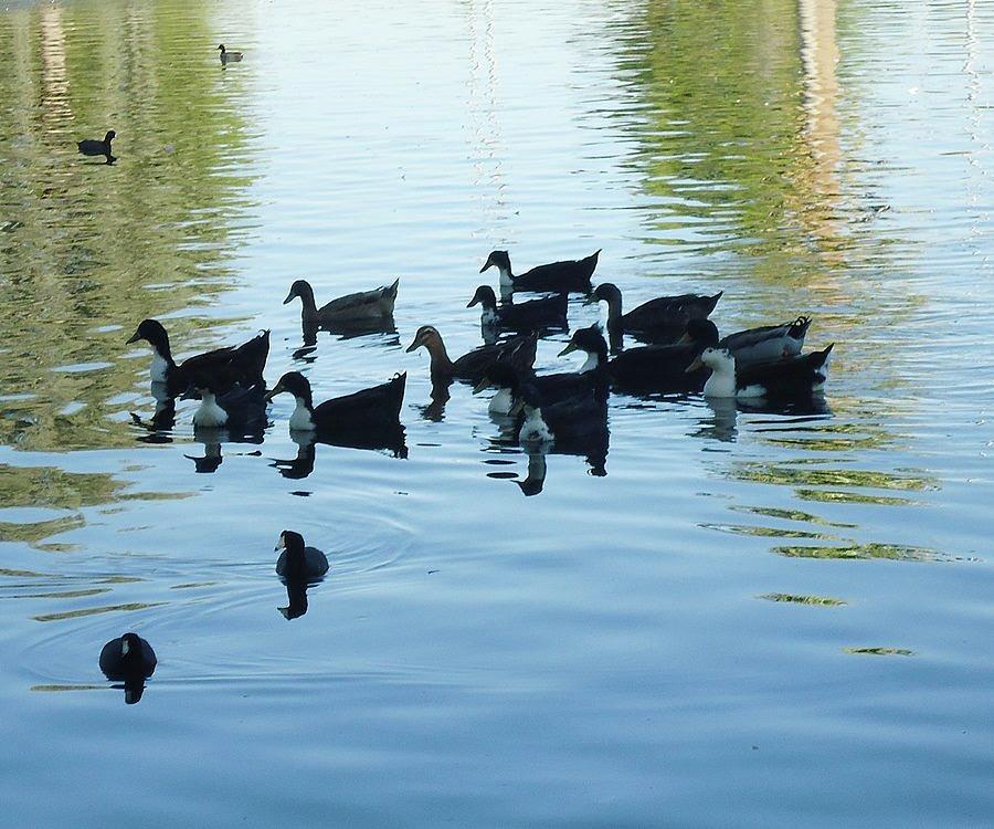 Ducks in Reid Park Pastel by Barbara H Jensen