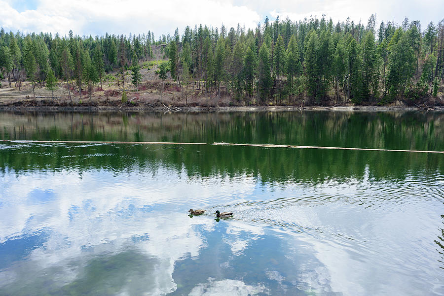 Ducks in Spokane River Photograph by Matthew Nelson