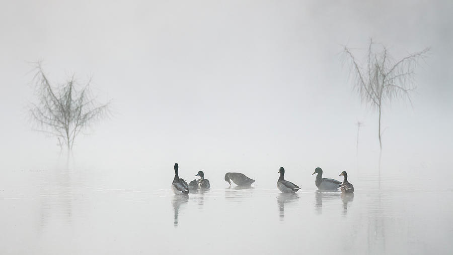Nature Photograph - Ducks in the Mist 4954-020924-2 by Tam Ryan