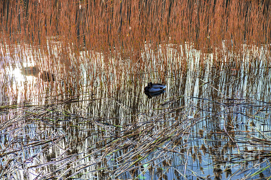 Ducks in the reeds Photograph by Marina Usmanskaya