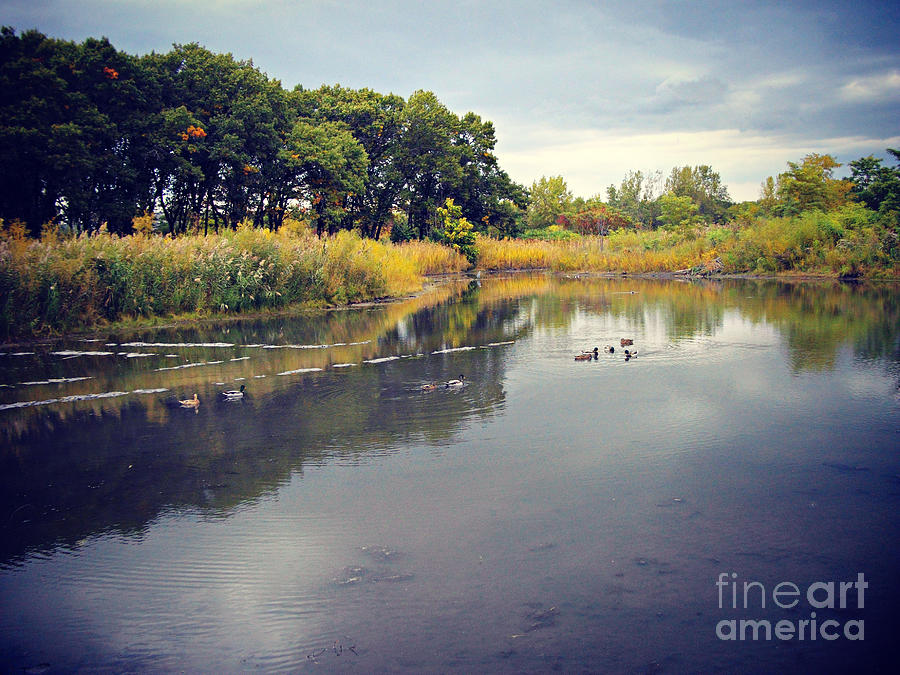 Ducks In The Water Wetlands Photograph