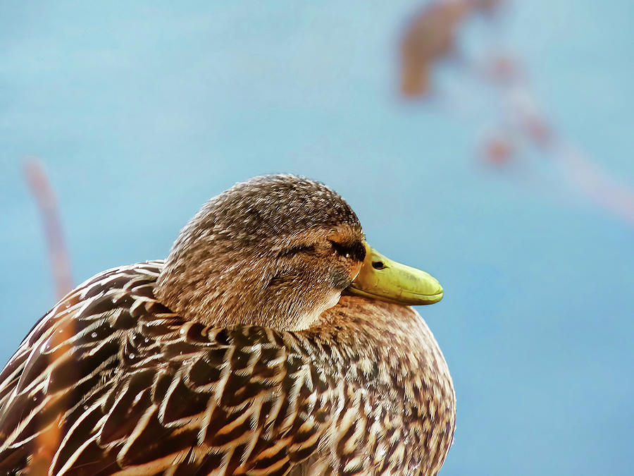 Ducks in Winter - Female Mallard Duck - Diptych Part 2 Photograph by Menega Sabidussi
