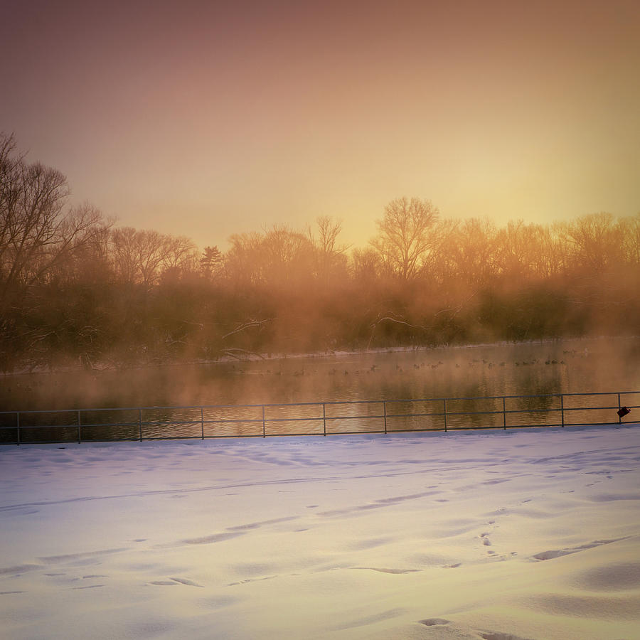 Ducks in Winter Fog Photograph by Jason Fink