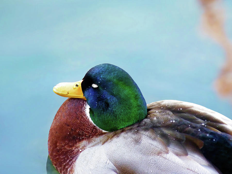 Ducks in Winter - Male Mallard Duck - Diptych Part 1 Photograph by Menega Sabidussi