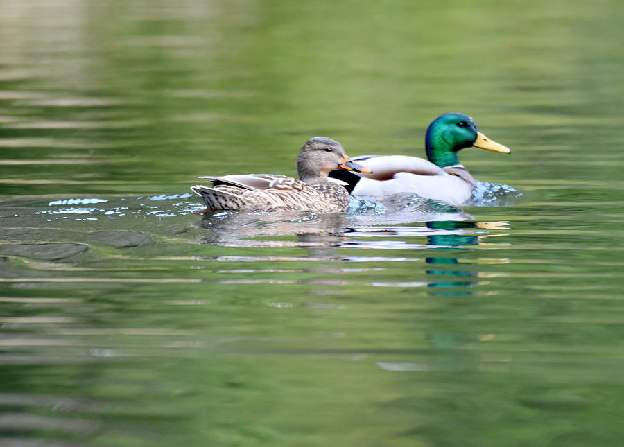 Ducks Photograph By Jim Spencer - Fine Art America