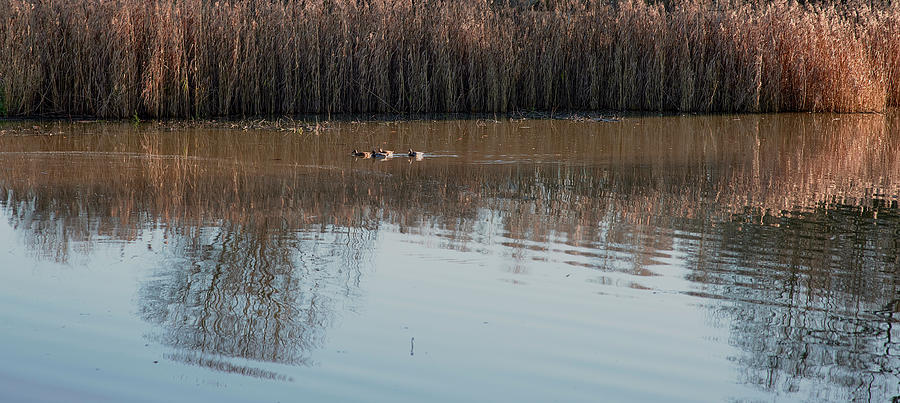Ducks #k4 Photograph by Leif Sohlman