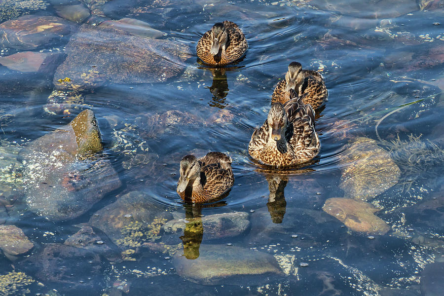 Ducks of Bar Harbor Photograph by John Haldane