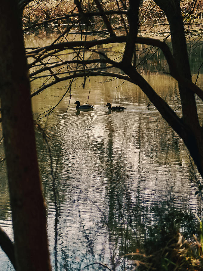 Ducks on a Lake Photograph by Rachel Morrison
