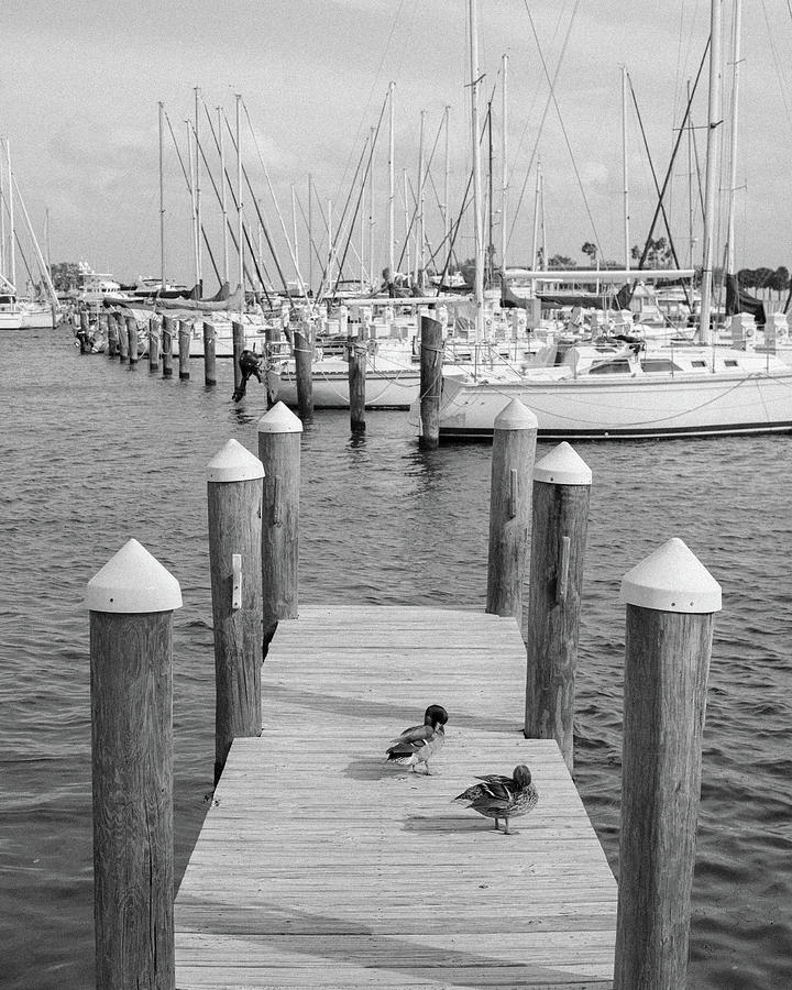 Ducks on a pier Photograph by Paul Sebastian - Pixels