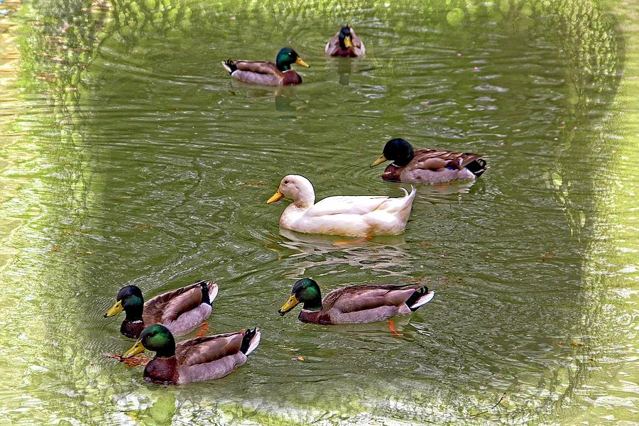 Ducks On A Pond Photograph by Allen Nice-Webb
