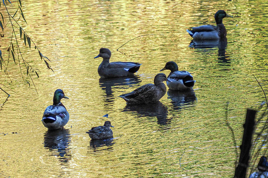 Ducks on an Autumn Lake Photograph by Cornelis Verwaal