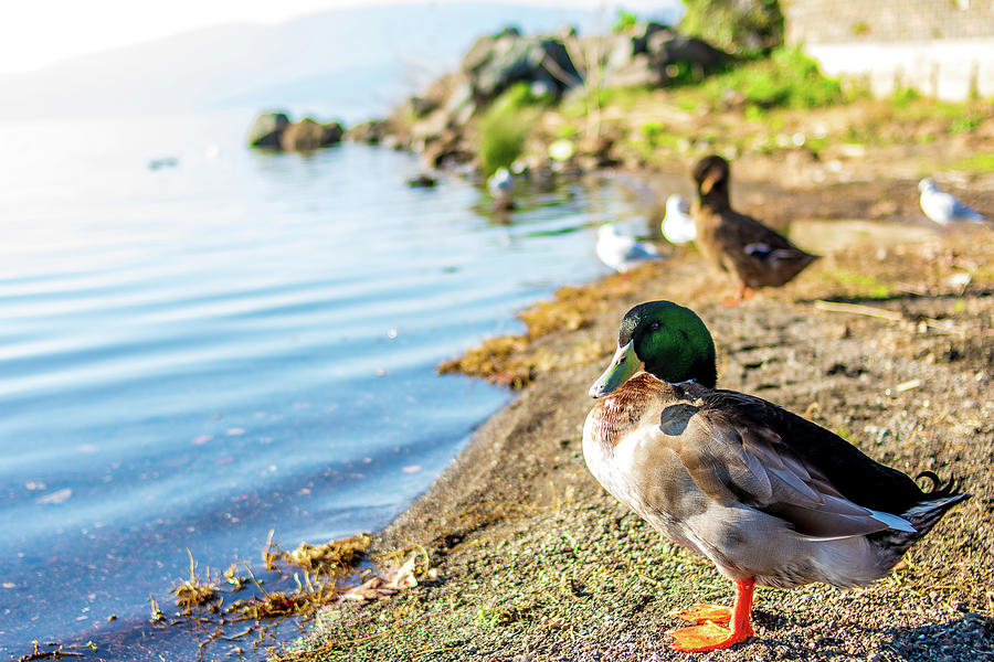Ducks on beach of Lake Of Bracciano Romano italy ...
