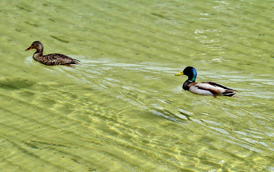 Ducks on Clear Water Photograph by Warren Thompson