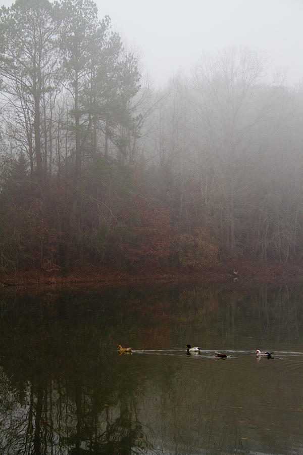 Ducks on Foggy Pond Photograph by Kathy Clark