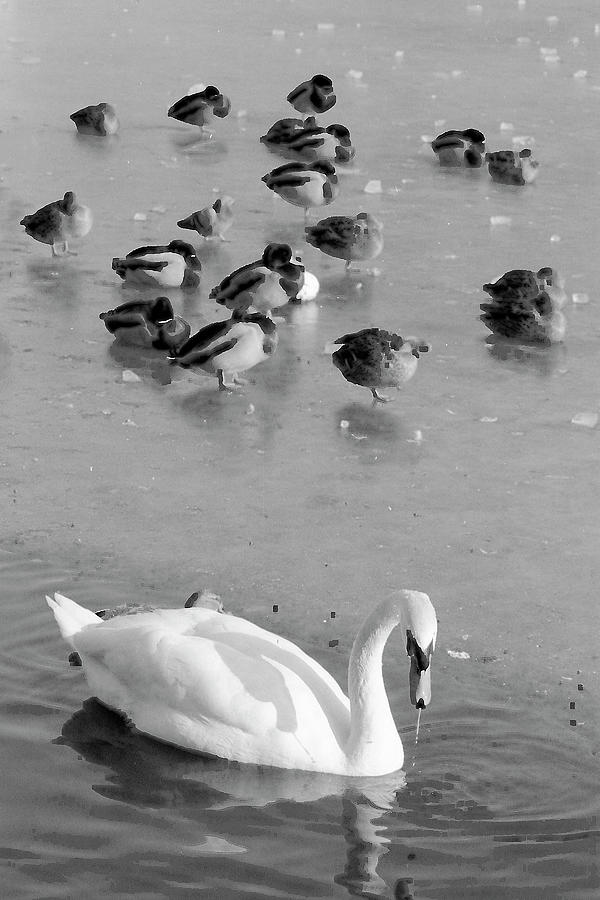 Ducks on Ice Photograph by Jerry Griffin