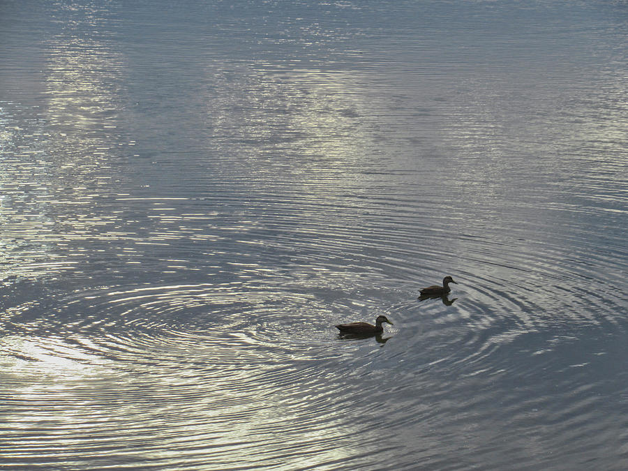 Ducks on the Bass River Photograph by Scott Hufford