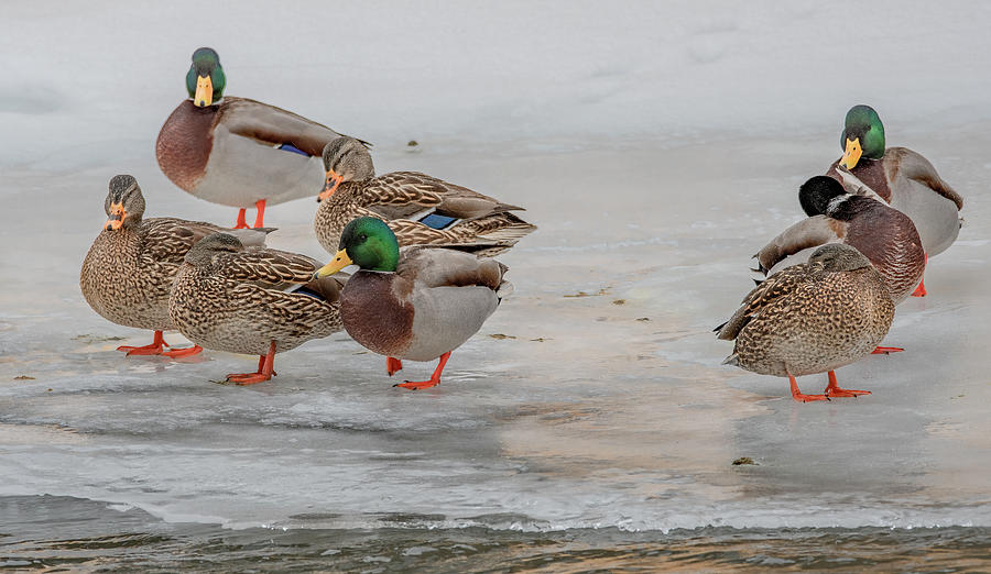 Ducks on the Ice Photograph by Marcy Wielfaert