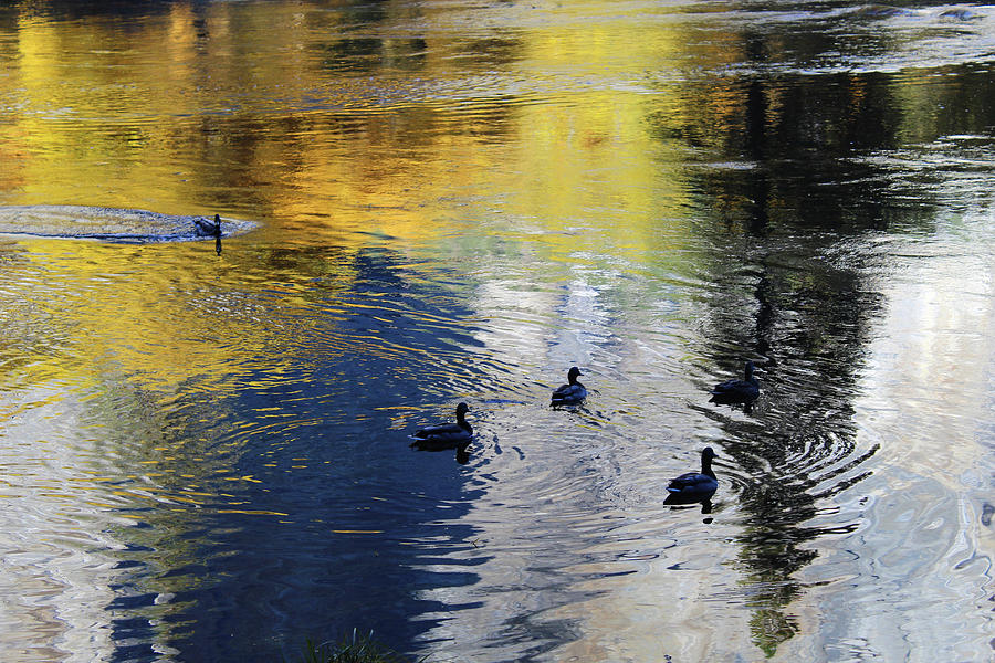 Ducks On The Merced River Photograph by Eric Forster