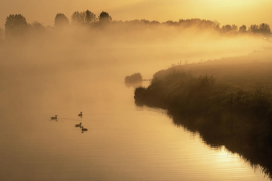 Ducks on the river in the morning Photograph by Anges Van der Logt