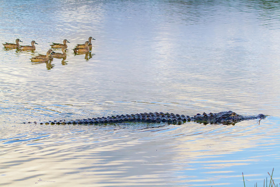 Ducks Stalking Alligator Photograph by Mark Andrew Thomas