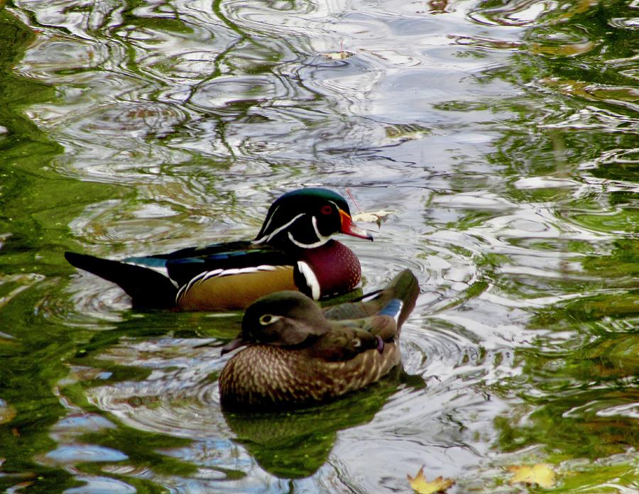 Ducks Photograph by Stephanie Moore