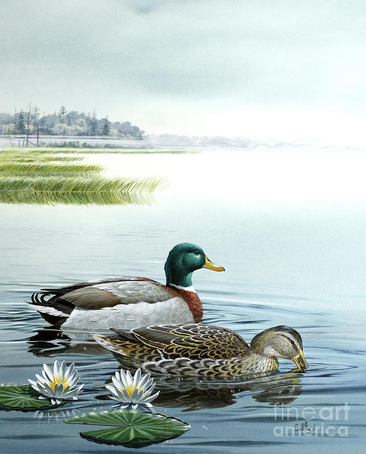 Ducks Swimming On Pond Painting by Don Balke