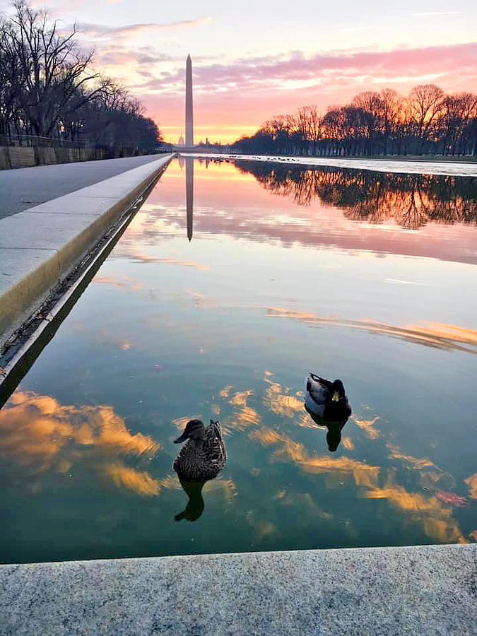 Ducks Swimming Reflection Pool Photograph by Lisa Cuipa