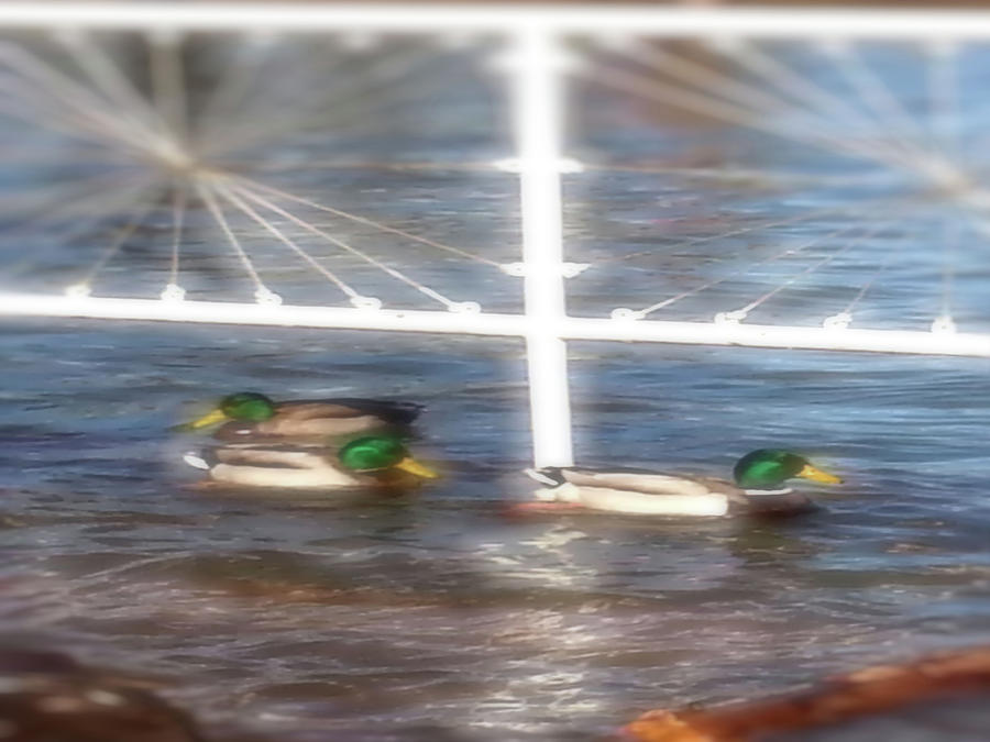 Ducks Swimming Peacefully Digital Art