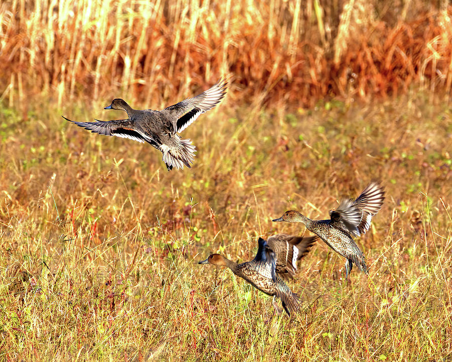 Ducks Take Flight Photograph by Flinn Hackett