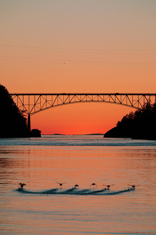 Ducks Under the Bridge Photograph by Michael Rauwolf