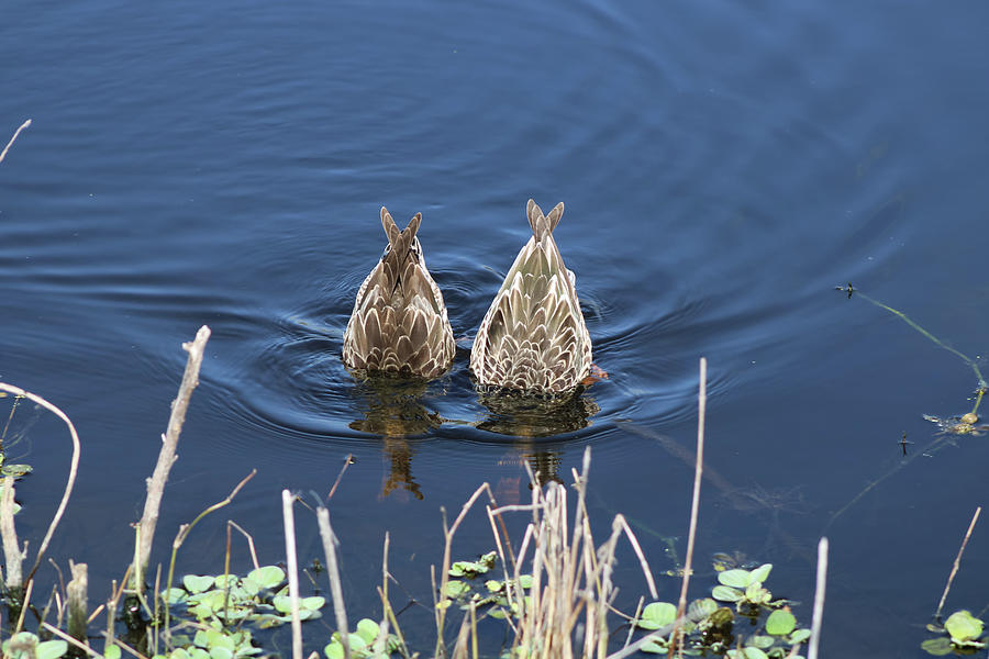 Ducks Upside Down Photograph by Wendy Frankton Pixels