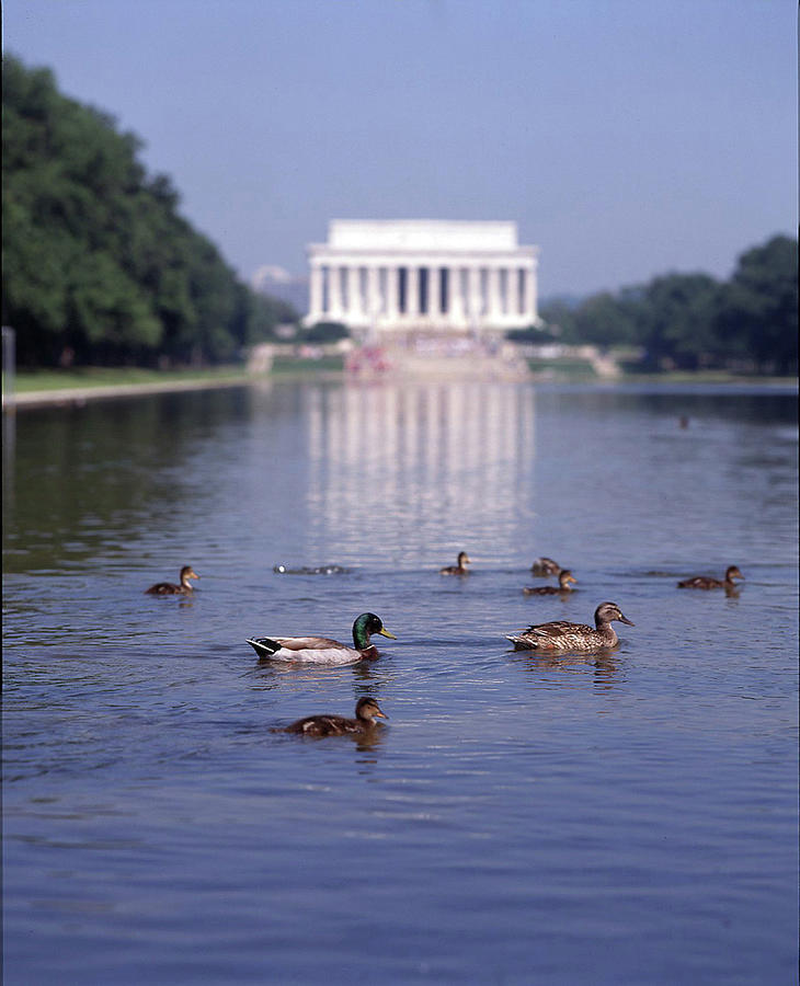 Ducks Visiting the Monuments 519 Photograph by James C Richardson