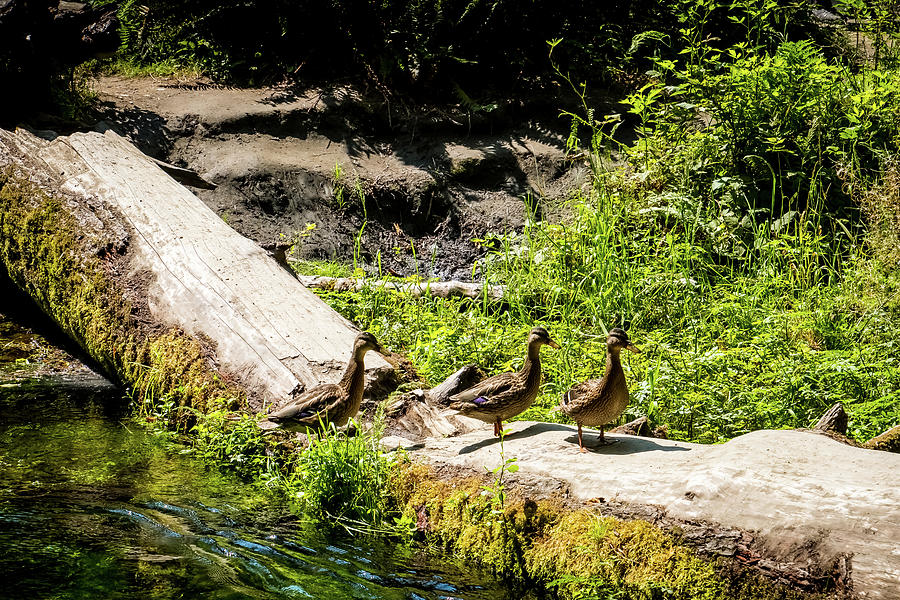 Ducks Walking On A Tree Trunk In Hoh Forest Photograph by Alberto Zanoni