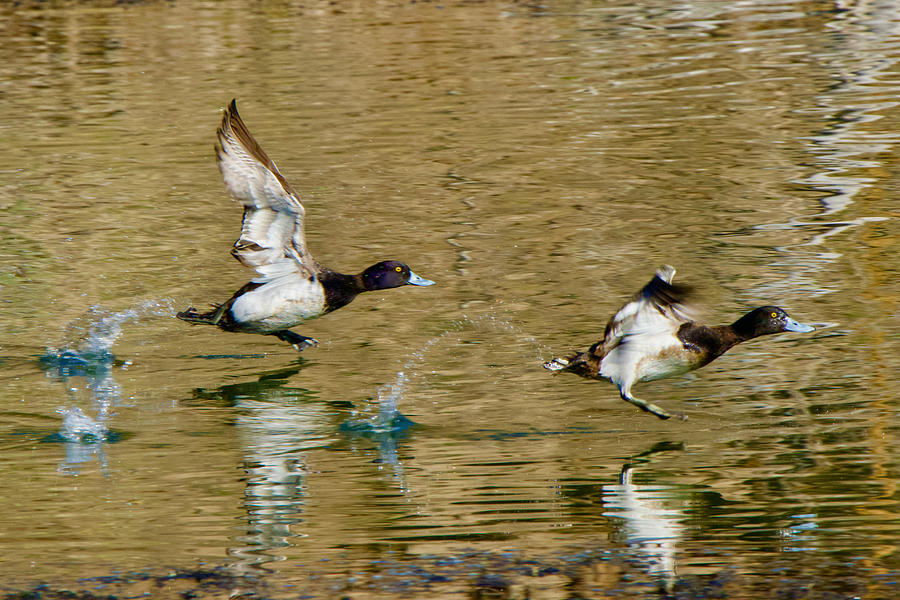 Ducks walking on water Photograph by Brent Bunch