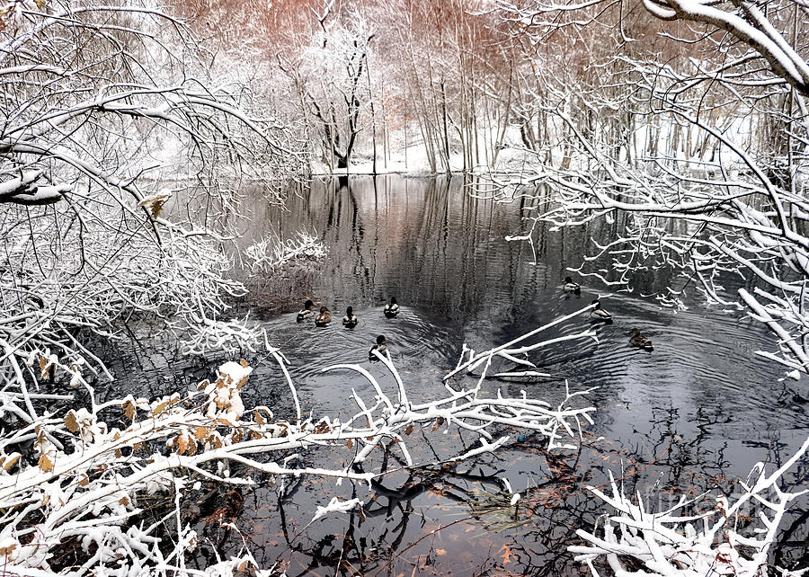 Ducks winter paradise Photograph by Janice Drew