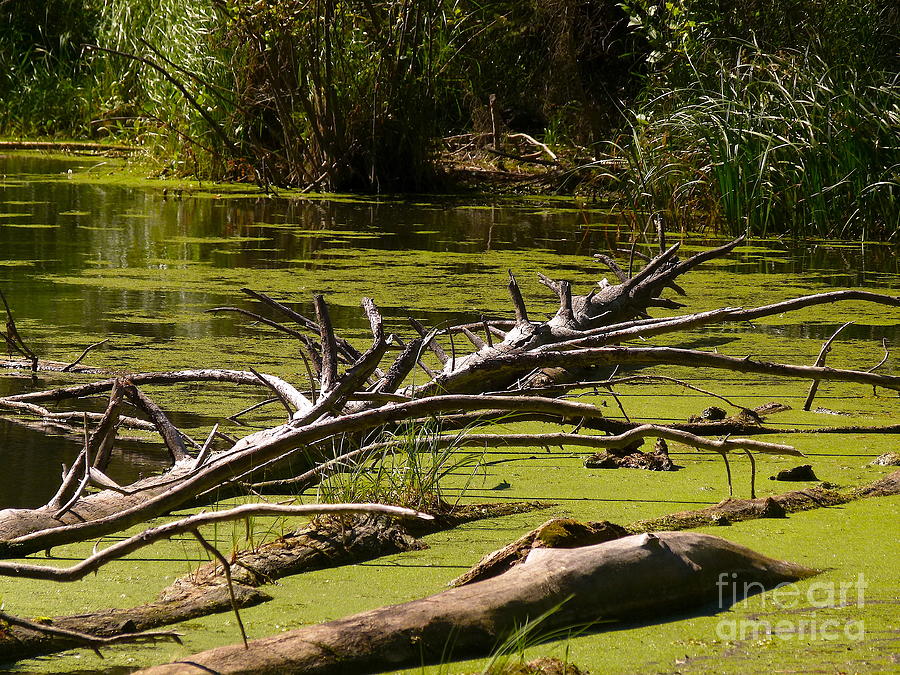 Duckweed Pond Photograph by Jor Cop Images