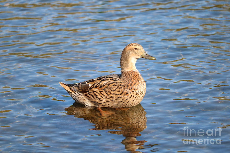 Ducky Photograph by Carol Groenen