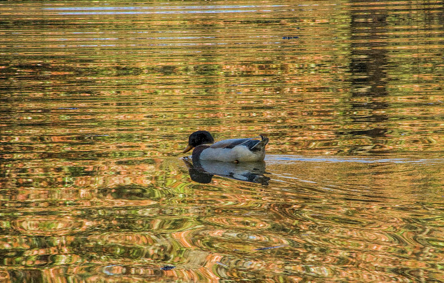 Ducky on Gold Pond Photograph by Kathy Clark