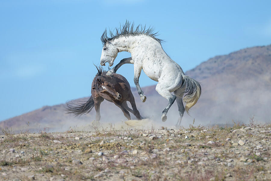 Duel in the Desert Photograph by Fon Denton