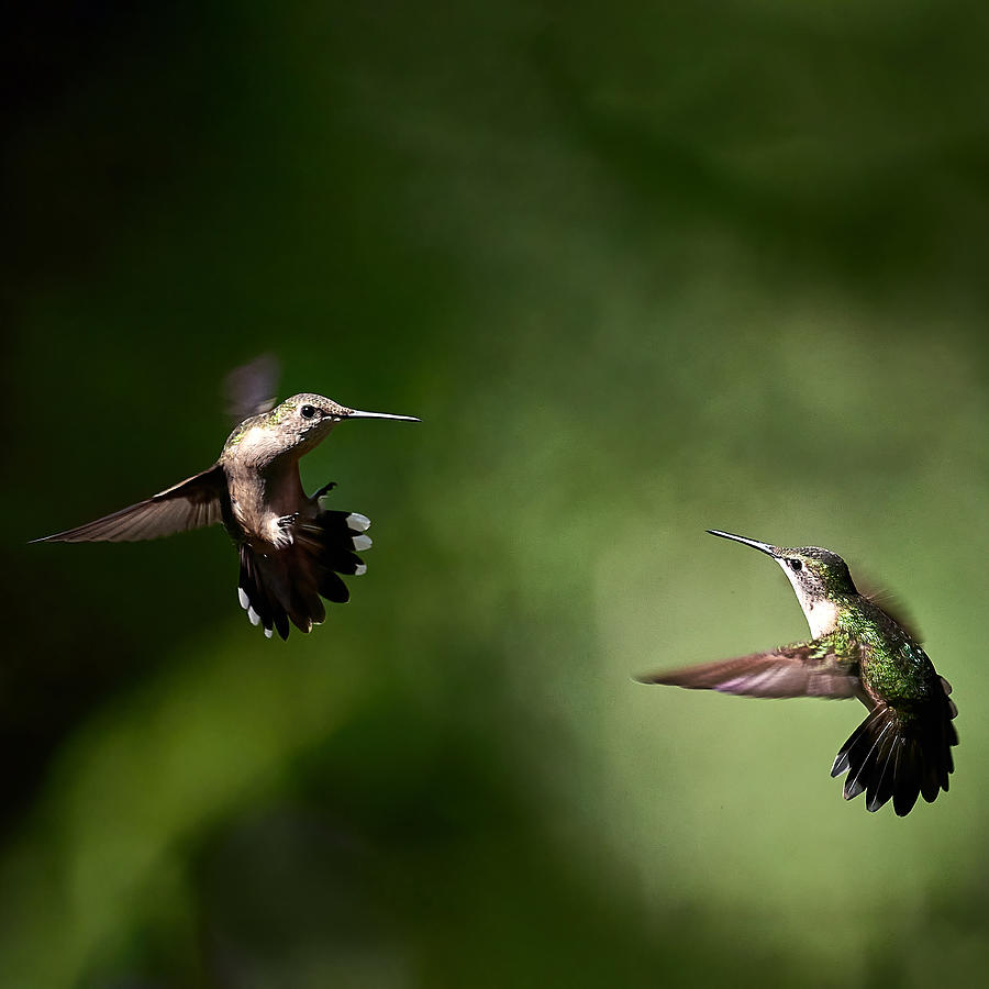 Dueling Hummers Photograph by James Gamble Dueling Hummers Photograph by James Gamble