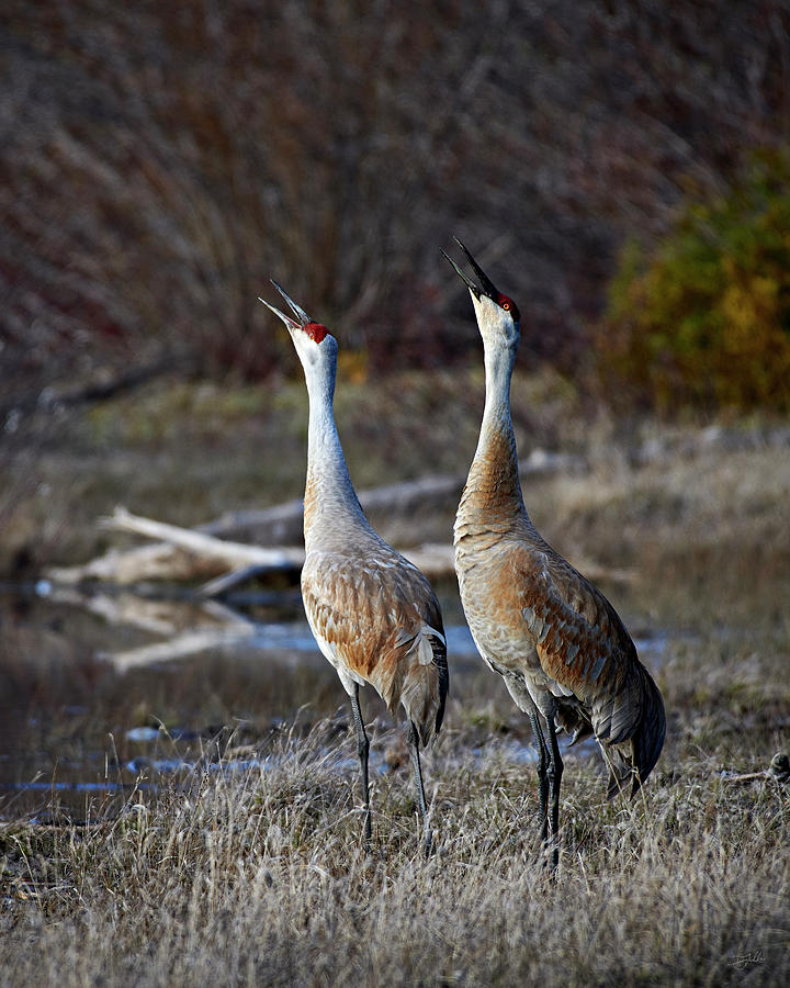 Duet Photograph by Doug Gibbons