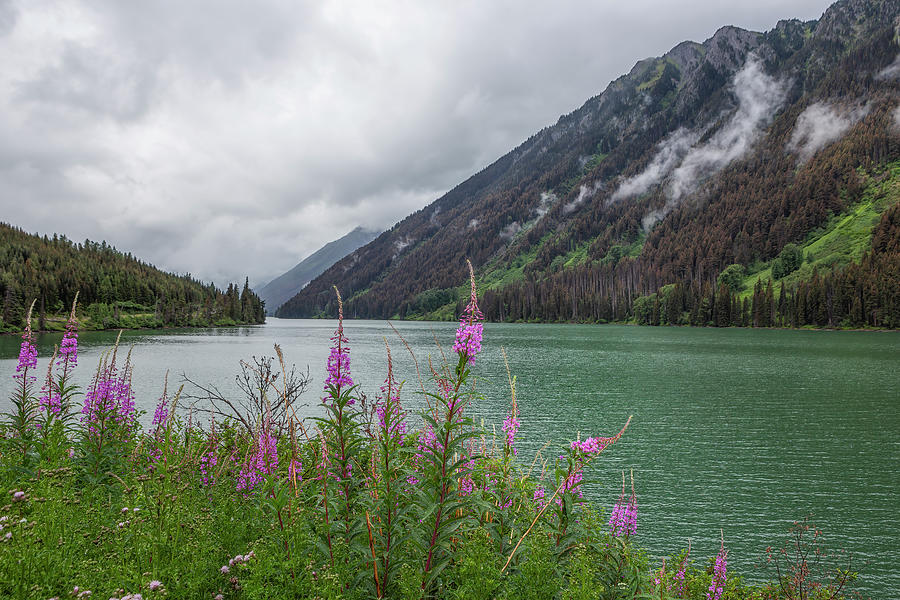 Duffey Lake Scenic View with Pink Wildflowers Photograph by Belinda Greb