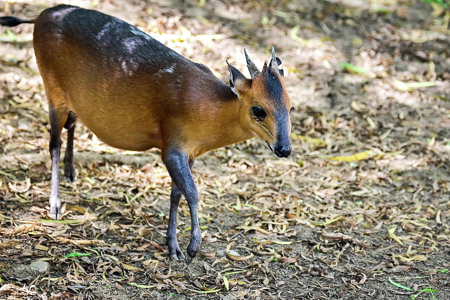 Duiker Photograph by Ed Stokes