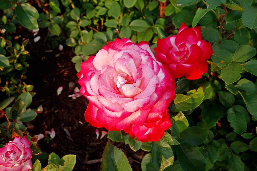 Duluth Rose Gardens Rose Study 10 Photograph