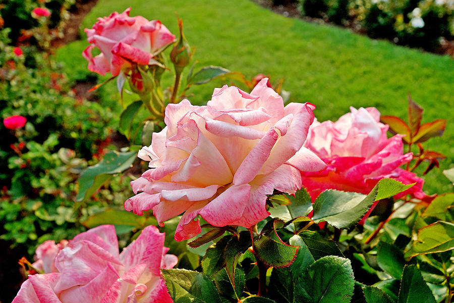 Duluth Rose Gardens Rose Study 12 Photograph