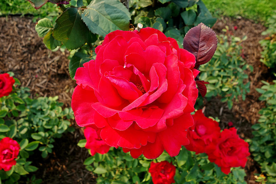 Duluth Rose Gardens Rose Study 14 Photograph